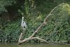 Garza real (Ardea cinerea)