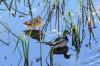 Patos en el espejo del Duero