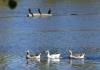 Tres patos y tres cormoranes