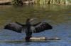Cormorán desplegando las alas