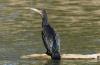 Cormorán ojo avizor