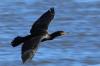 Cormorán planeando