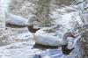 Patos blancos