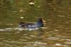 Gallina de agua (Gallinula chloropus)